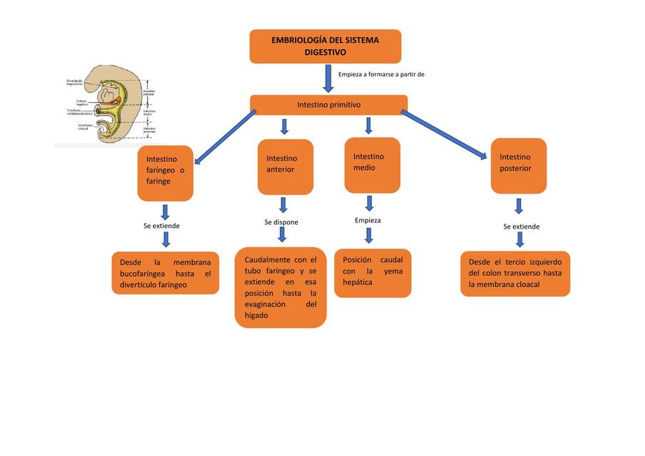 Embriología del sistema digestivo  