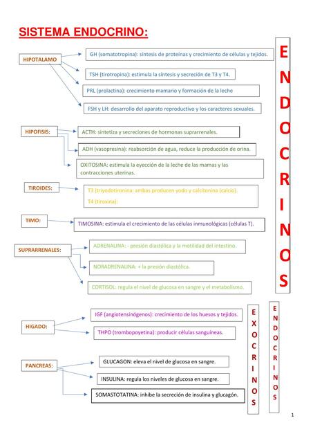 Sistema Endocrino 