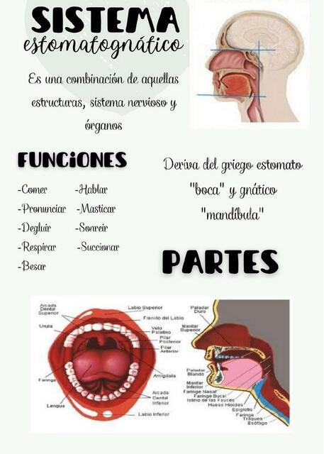 Sistema Estomatognático