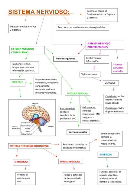 Sistema Nervioso 