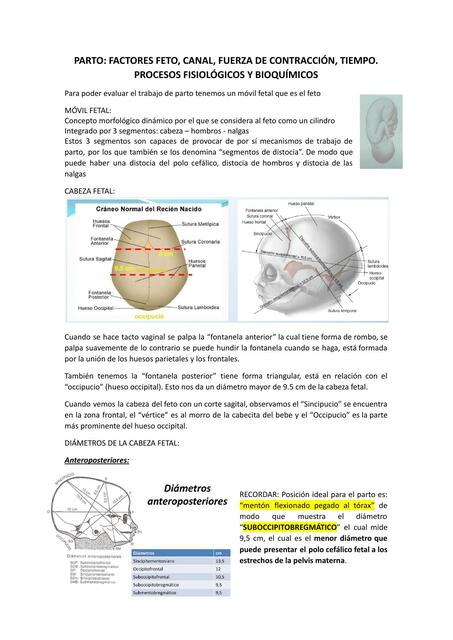 Parto factores feto, canal, fuerza de contracción, tiempo 