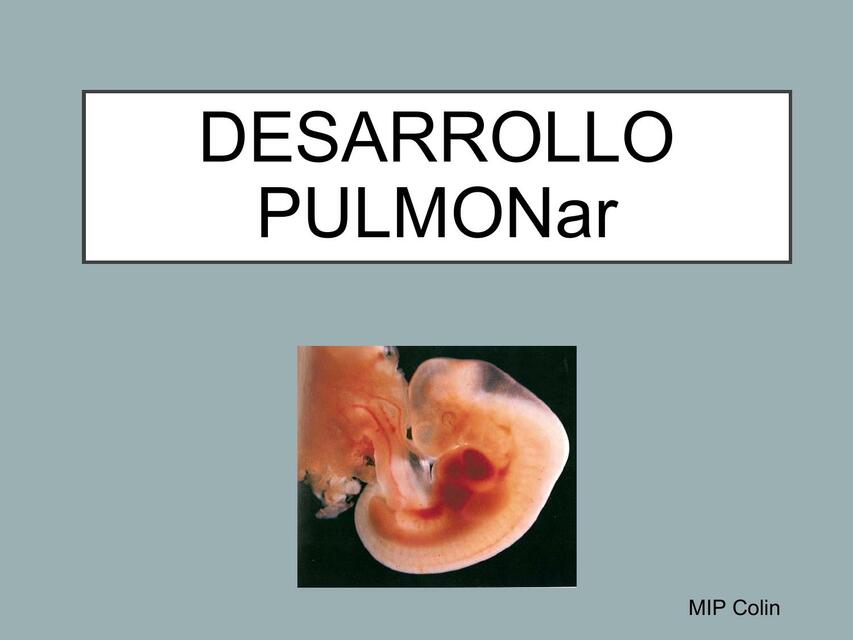 Desarrollo Pulmonar