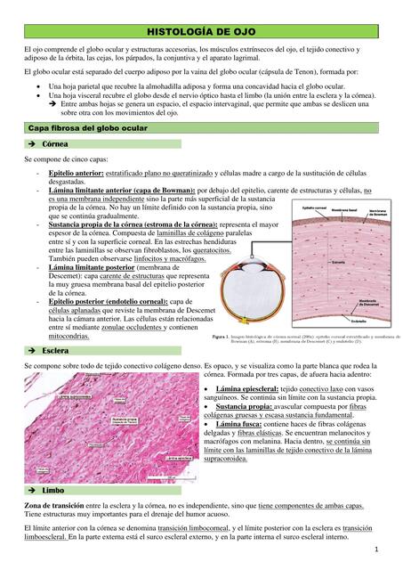 Histología de ojo   