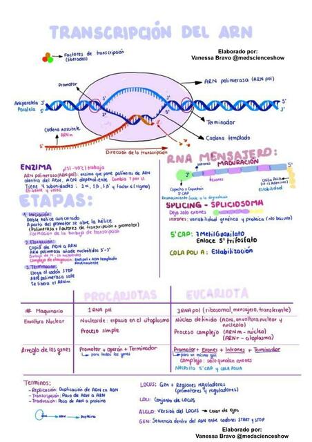 Transcripción del ARN