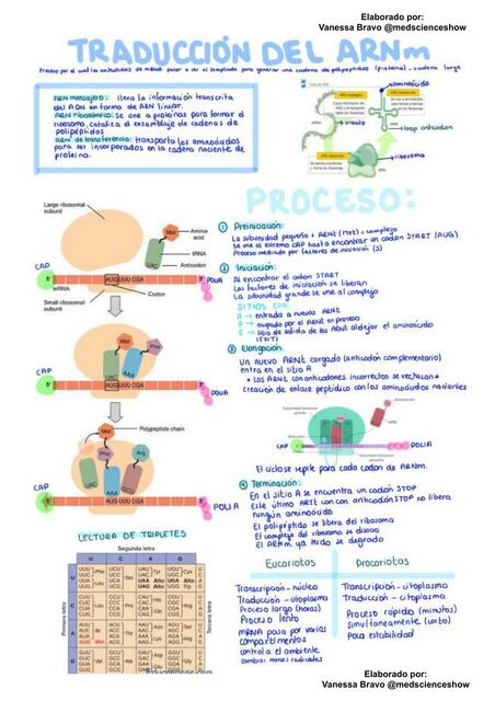 Traducción del ARNm