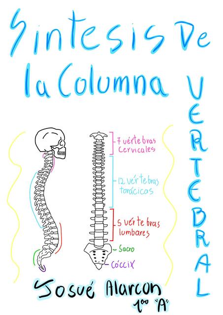 Síntesis de la Columna Vertebral 