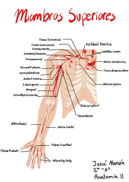 Miembros Superiores 