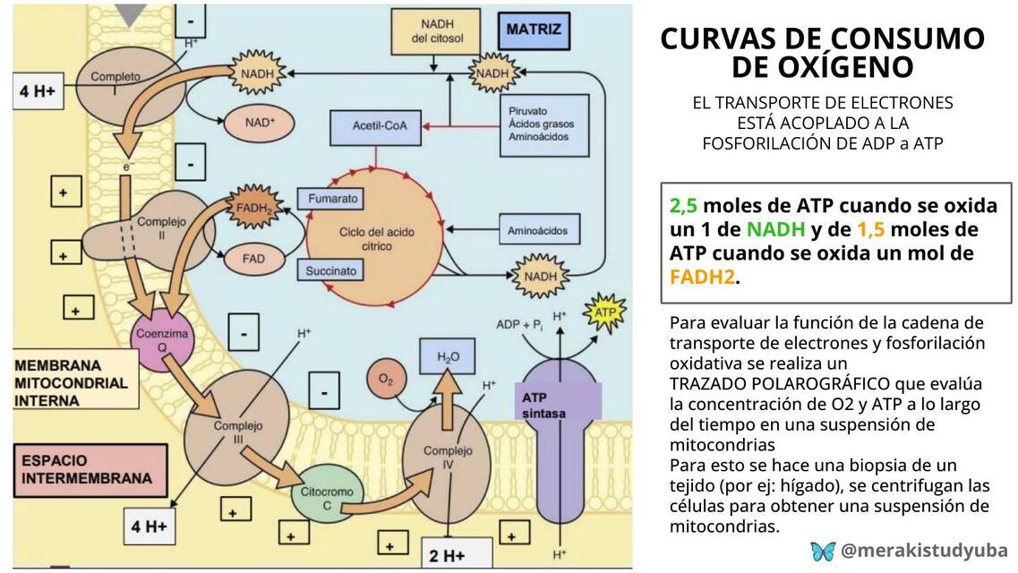 Curvas de Consumo de Oxígeno, inhibidores y Casos 