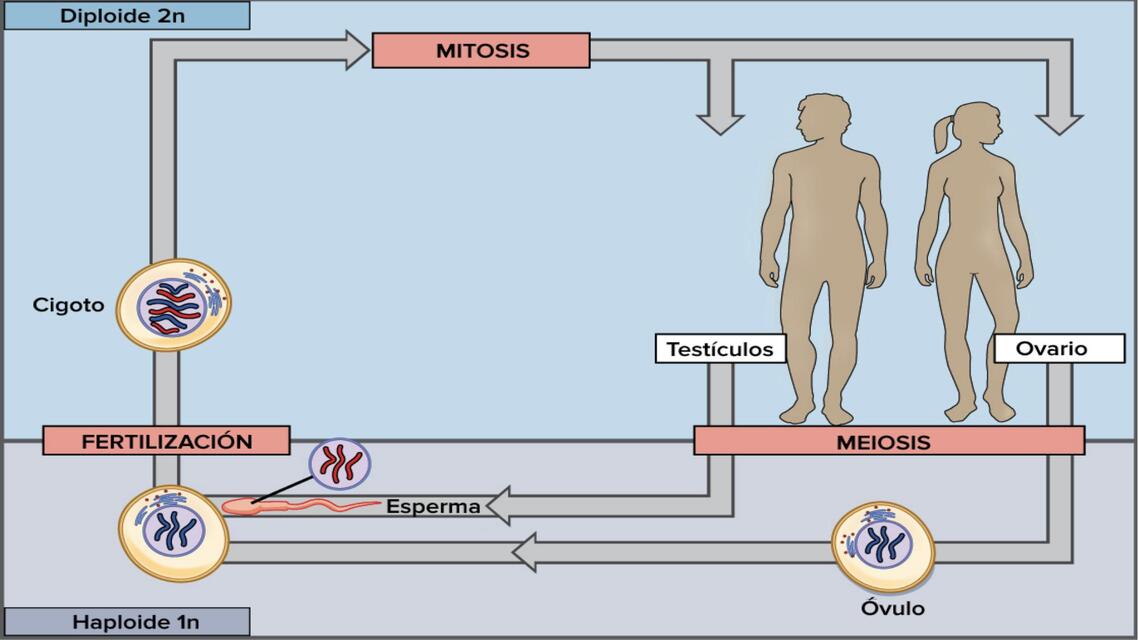 Mitosis 