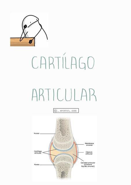 Cartílago articular 