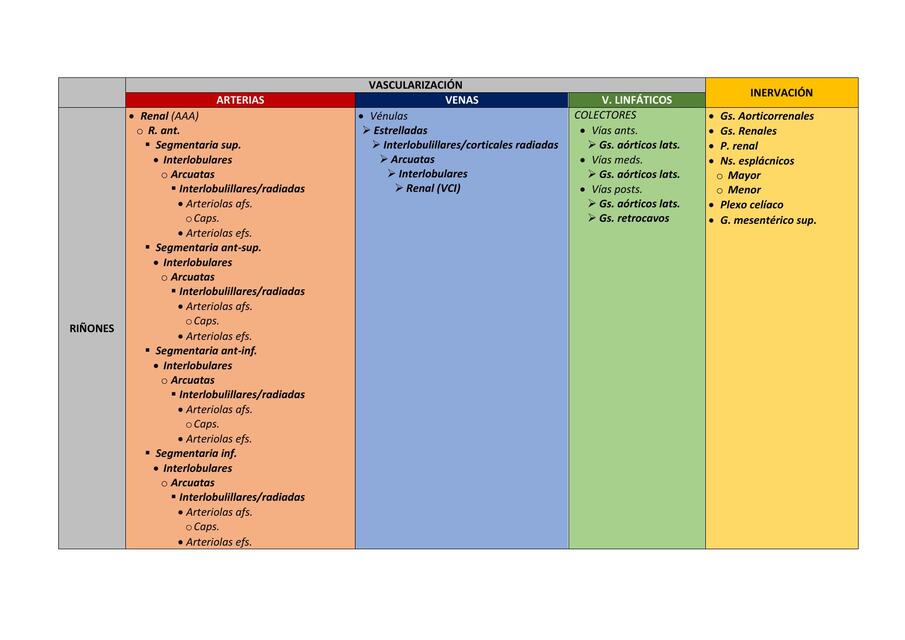 Vascularización e Inervación del Sistema Urinario