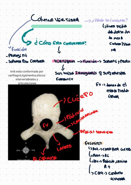 Columna vertebral 