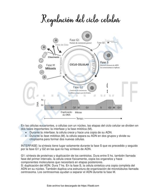 Regulación del ciclo celular 