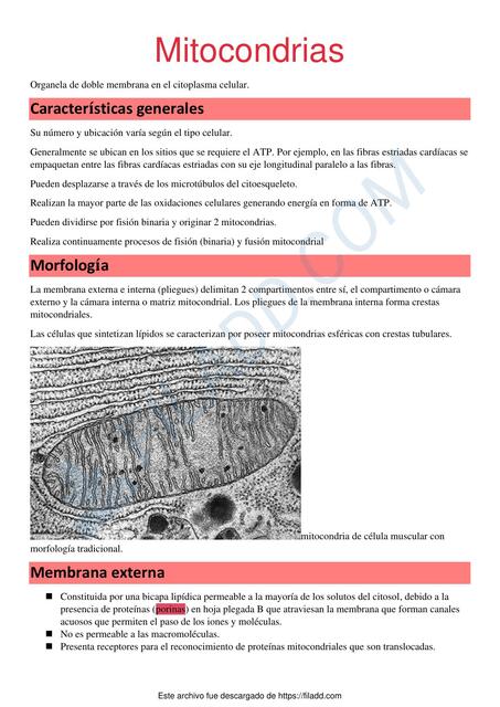 Mitocondrias y Peroxisomas  