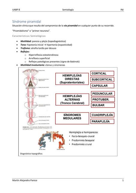 Sistema nervioso Síndromes y patologías 