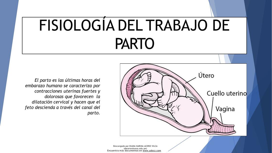 Fisiologia parto