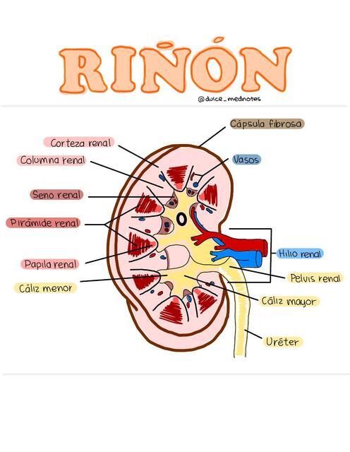Anatomía del riñon | Dulce | uDocz