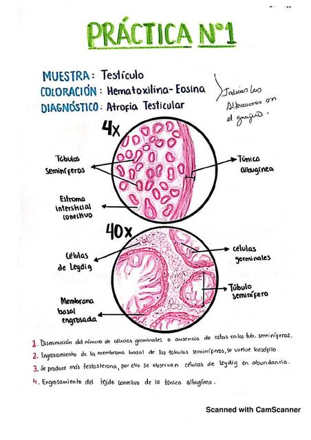 Cuaderno patologia laminas