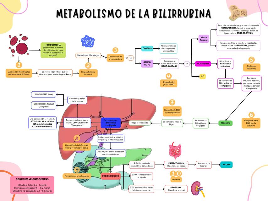 Metabolismo de la bilirrubina