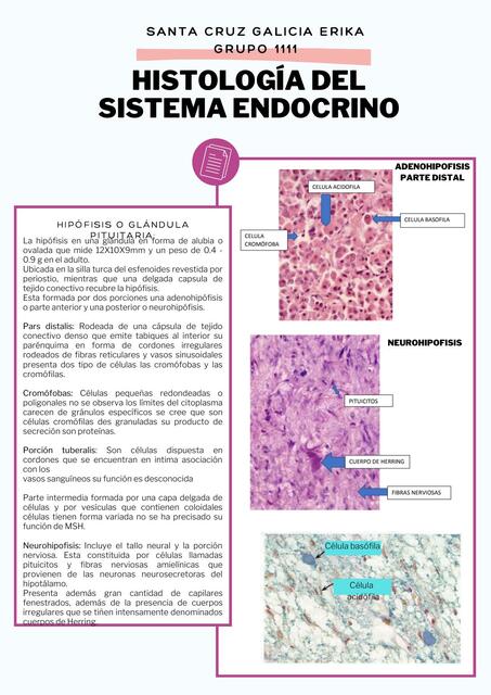 Histología del Sistema Endocrino 