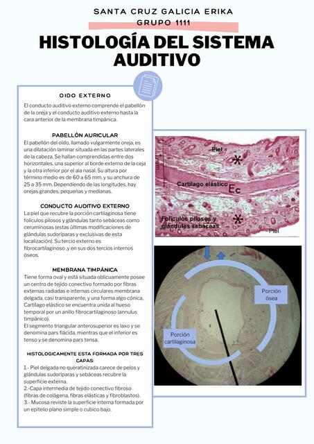 Histología del Sistema Auditivo 