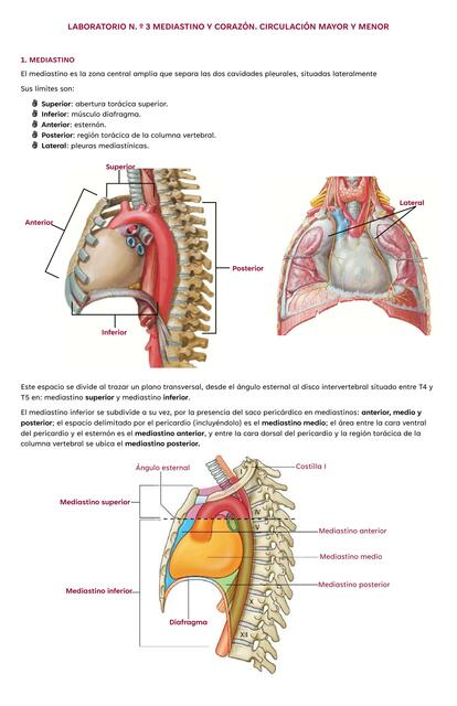 Mediastino y Corazón. Circulación Mayor y Menor 