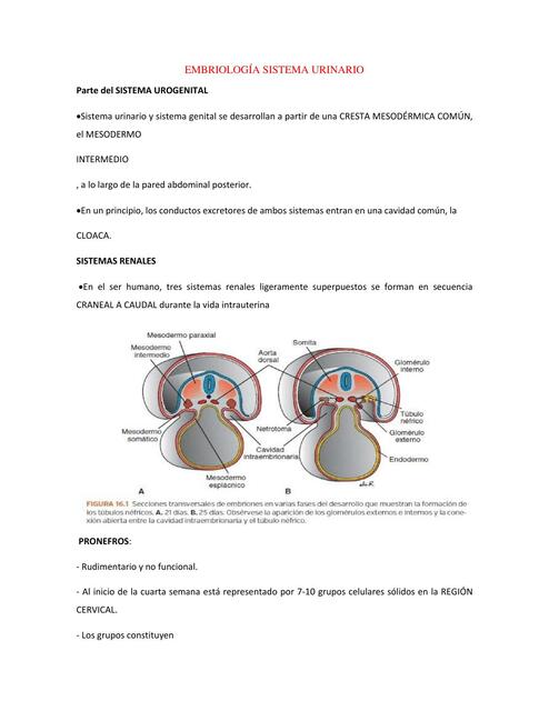 Embriología Sistema Urinario 