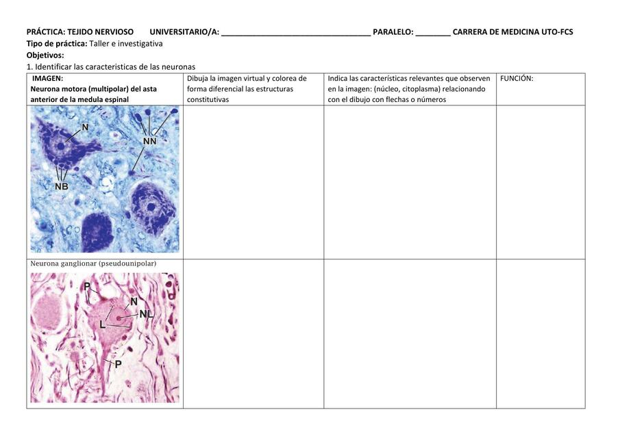 Prácticas de Histología- Tejido Nervioso 