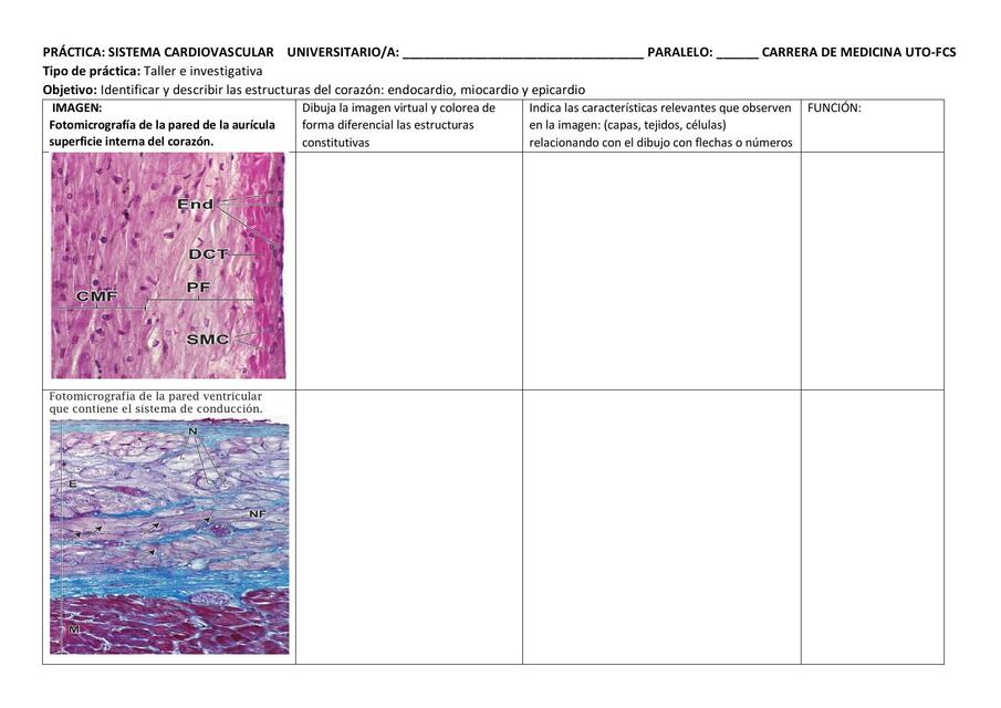 Sistema Cardiovascular 