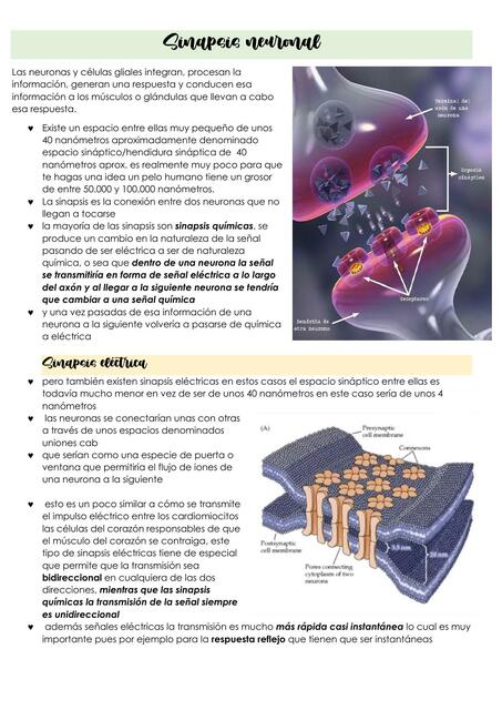 Sinapsis Neuronal