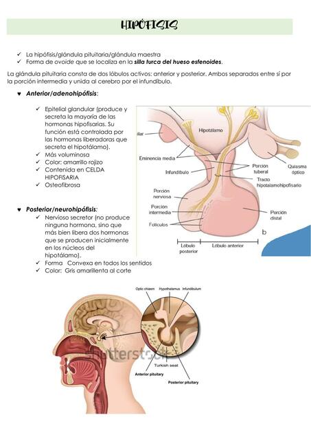 Hipófisis 