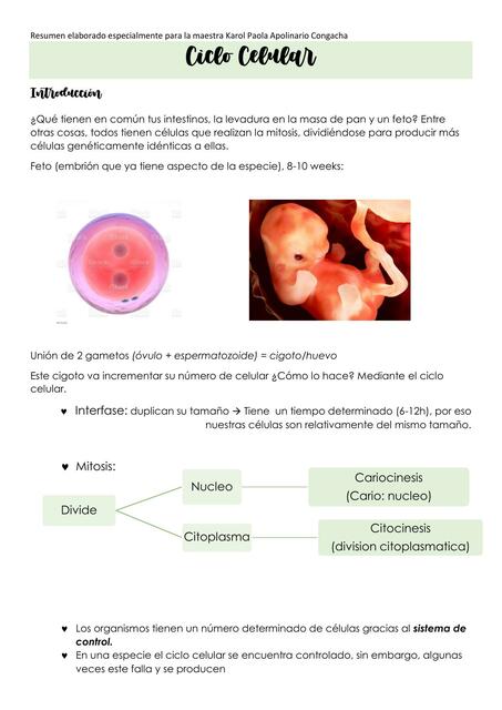 Ciclo Celular