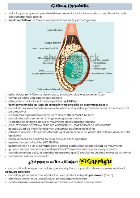 Sistema Reproductor 