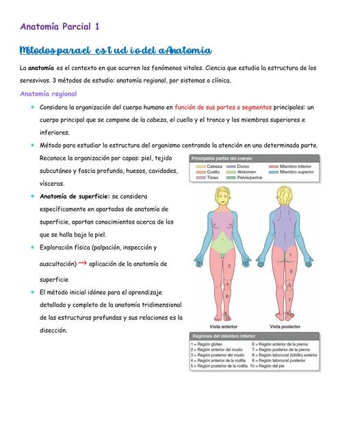 Resumen Anotomia Basico 