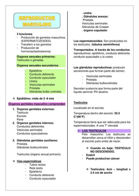 Sistema  Reproductor  Masculino  Anatomía 