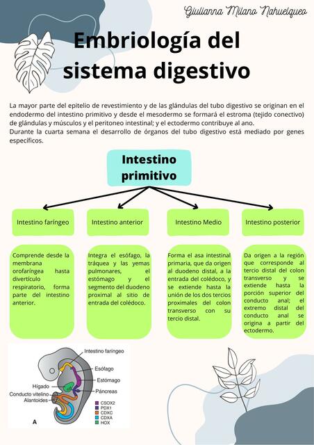 Embriología del sistema digestivo