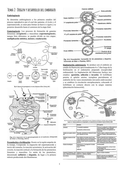 Origen y Desarrollo del embarazo