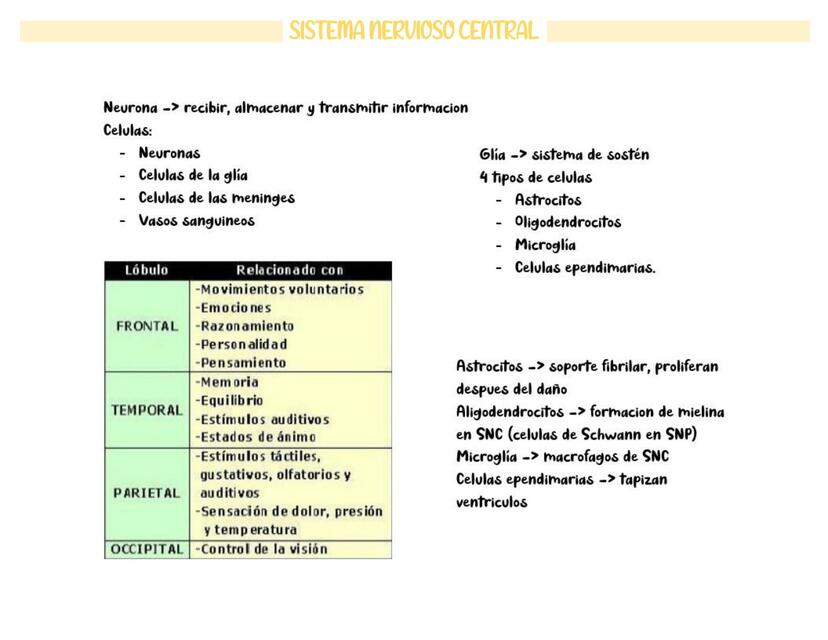 Sistema Nervioso Central 