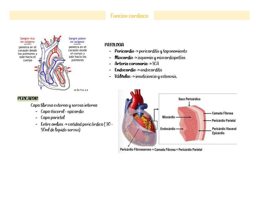 Función Cardiaca