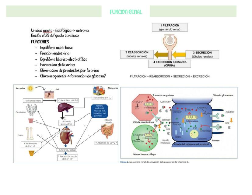 Función Renal 