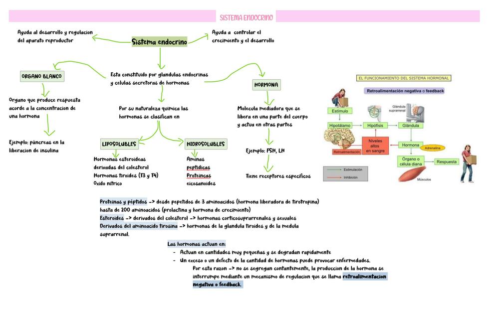 Sistema Endocrino 