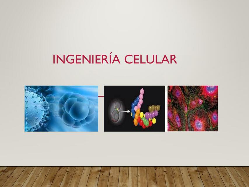 Mitosis y meiosis