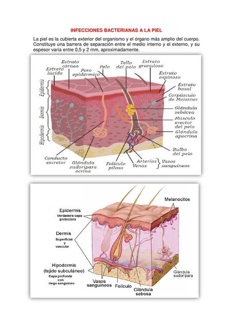 Infecciones Bacterianas a la Piel 