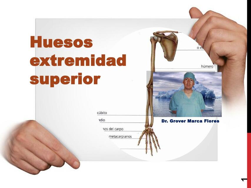 Huesos extremidad superior