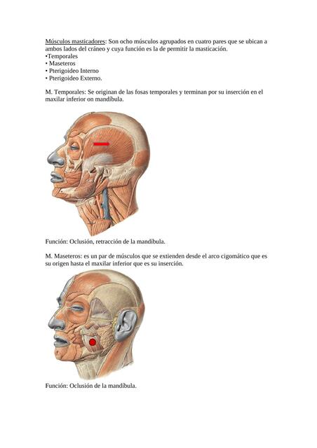 Músculos Masticadores 