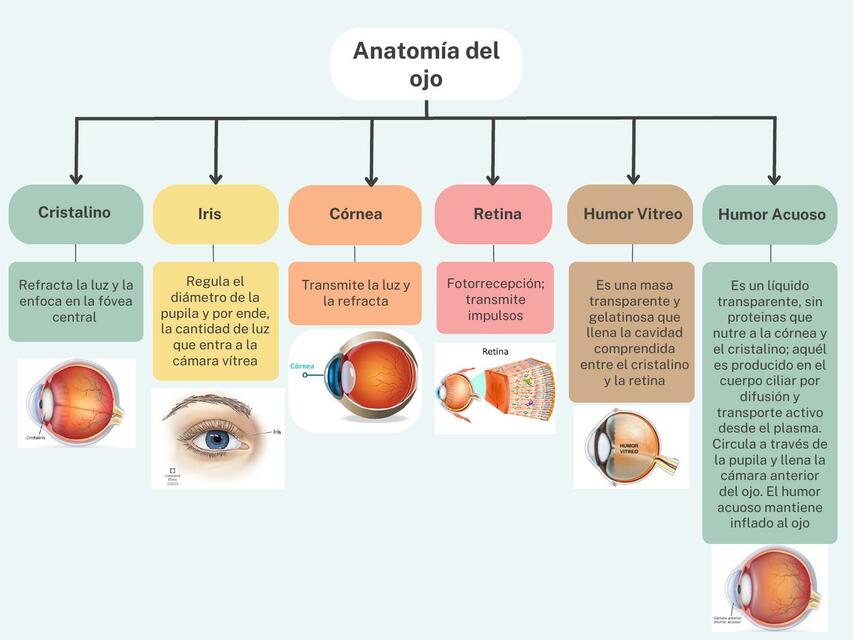 Anatomía del ojo