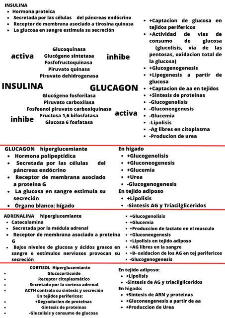 Hormonas Hipo e hiperglucemiantes