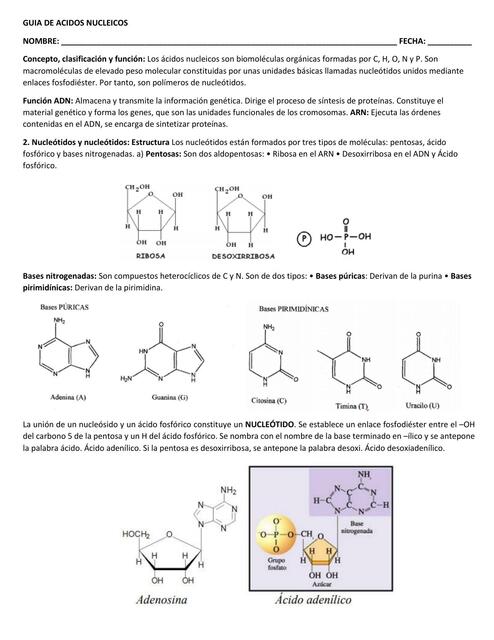 Guía de Ácidos Nucleicos 