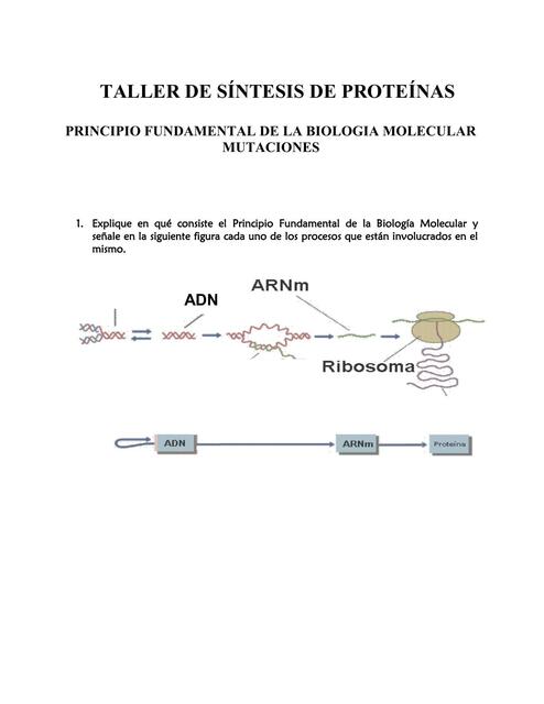 Taller de Síntesis de Proteínas 