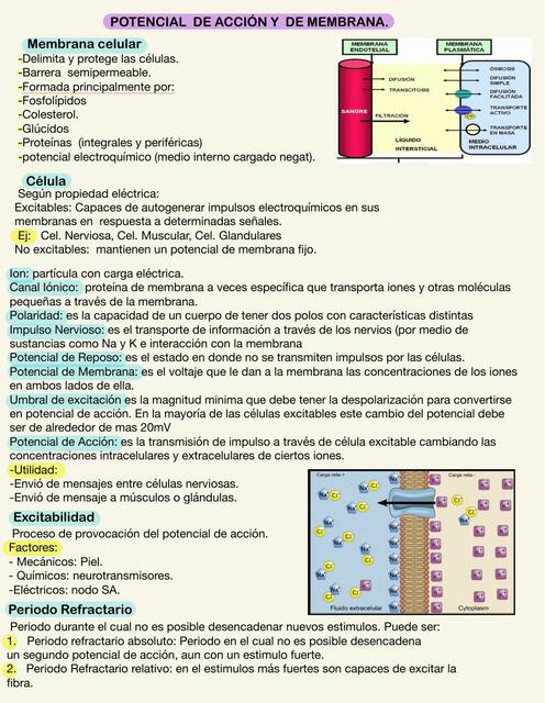 Potencial de Acción y de Membrana 